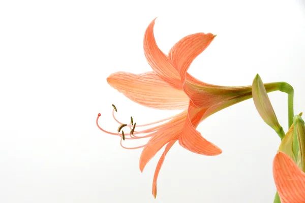 Orange Amaryllis flower blooms in springtime on white background — Stock Photo, Image