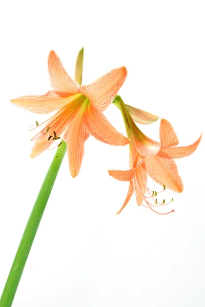 橙色朱顶兰朵绽放在白色背景上的春天 — 图库照片