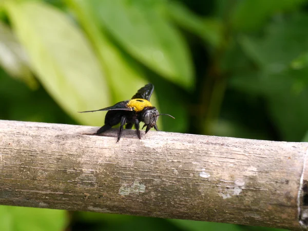 Gros plan du bourdon sur les branches de bambou . — Photo