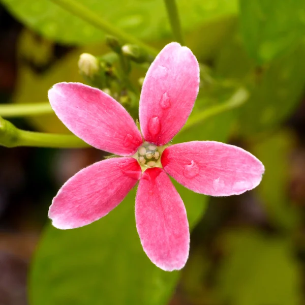 Rött och rosa blomma i rangoon creeper. — Stockfoto