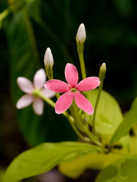 Κόκκινο και ροζ λουλούδι της Ρανγκούν αναρριχητικό φυτό. — Φωτογραφία Αρχείου