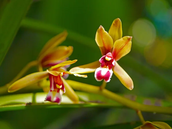 シンビジューム finlaysonianum の美しい蘭の花. — ストック写真
