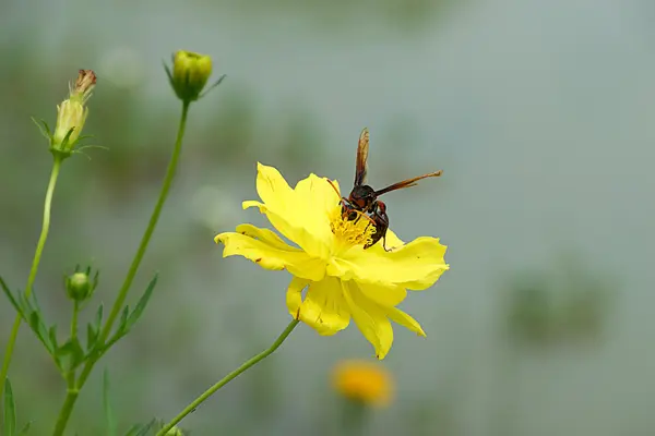 Insect wasps and yellow cosmos flower. — Stock Photo, Image