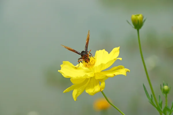 Insect wasps and yellow cosmos flower. — Stock Photo, Image