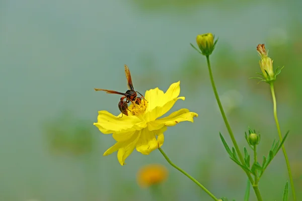 Bodnutí vosy a žluté Kosmos květina. — Stock fotografie