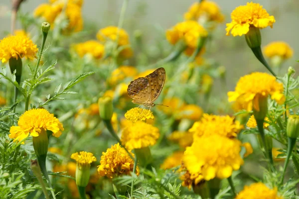Butterfly on orange marigold or tagetes flowers — Stock Photo, Image