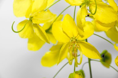 gele bloem van gouden douche (cassia fistula)