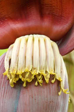 ağaç üzerinde muz çiçeği.