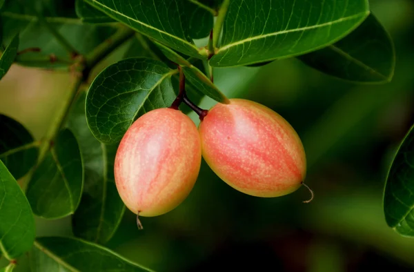 Super fruit, Scientific name Carissa carandas Linn. — Stock Photo, Image