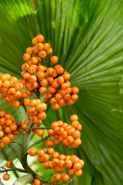 Frutas de laranja e folhas verdes de Fan Palma. (Denominação científica Licu — Fotografia de Stock