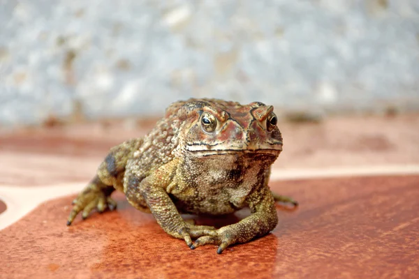 Toad standing on the tiles. — Stock Photo, Image