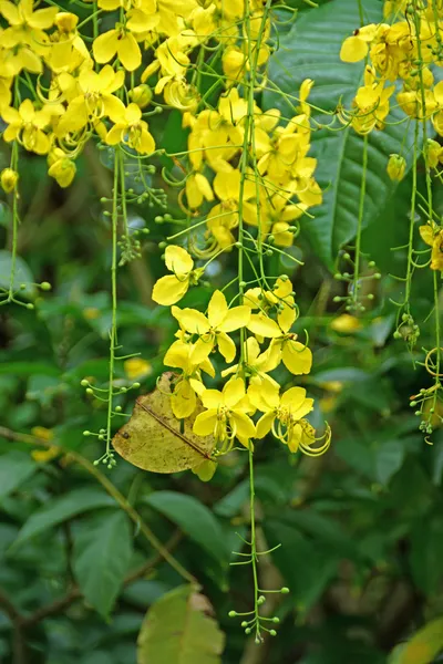 Flor amarilla de la ducha dorada (fístula de Cassia ) — Foto de Stock