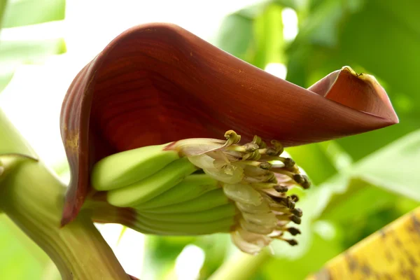 ツリー上のバナナの花. — ストック写真