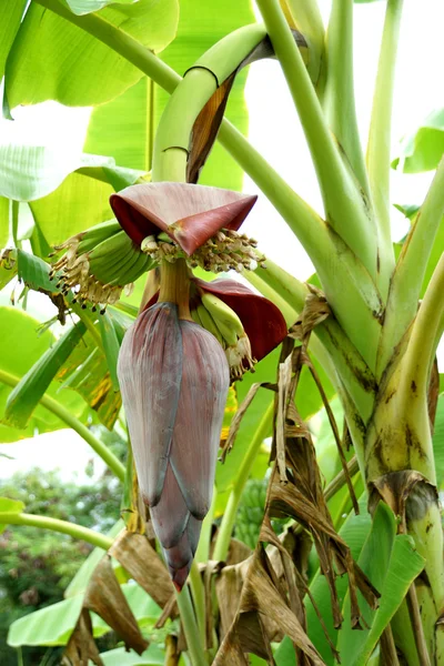 Bananas cruas na árvore . — Fotografia de Stock