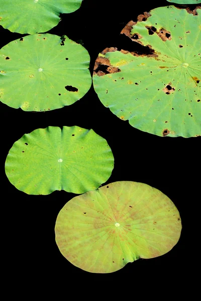 Seerose, Lotus. — Stockfoto