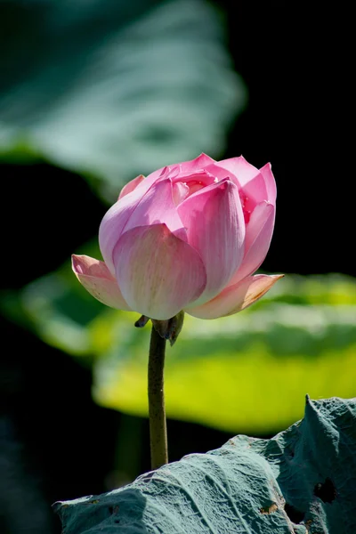 Näckros, lotus. — Stockfoto