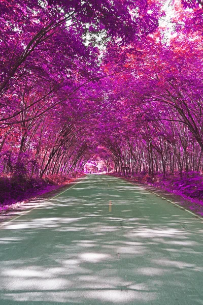 Tunnel of green trees — Stock Photo, Image