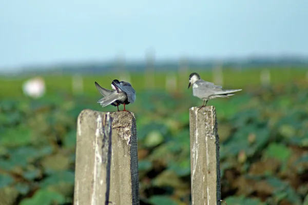 Racek v jezeře. — Stock fotografie