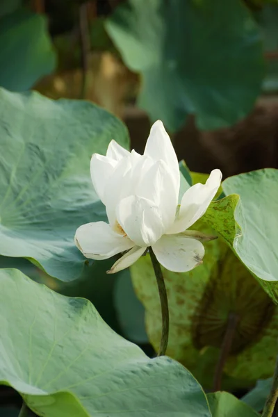 Ninfee, loto . — Foto Stock