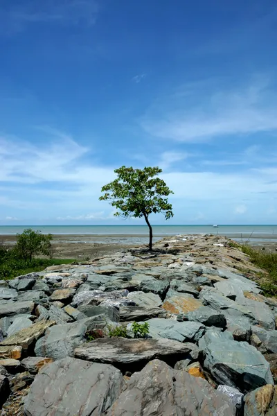 Arbres verts sur le barrage . — Photo