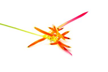 güzel heliconia çiçek izole üzerinde beyaz zemin çiçek