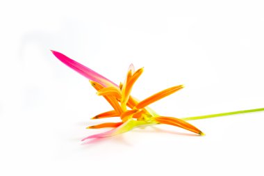 güzel heliconia çiçek izole üzerinde beyaz zemin çiçek