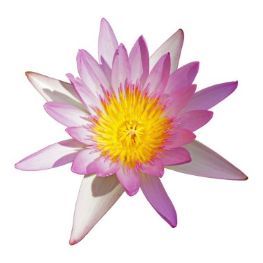 Nilüfer, gölet üzerinde çiçek lotus çiçeği.
