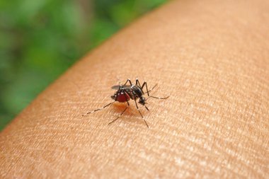 Mosquito sucking human blood on extreme macro clipart
