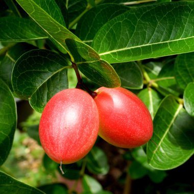 süper meyve, bilimsel adı carissa Linn carandas.