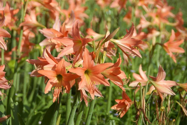 Amaryllis blooms in the garden — Stock Photo, Image