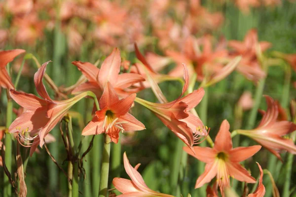 Amarilli fiorisce in giardino — Foto Stock