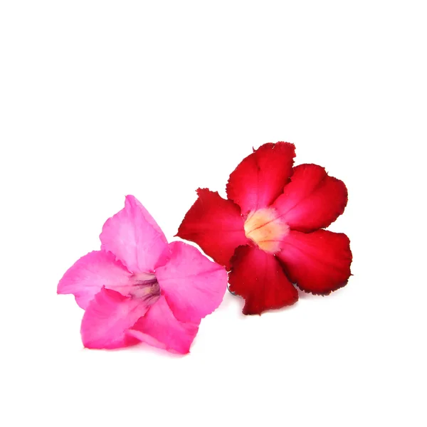 Desert Rose Flower on white background — Stock Photo, Image