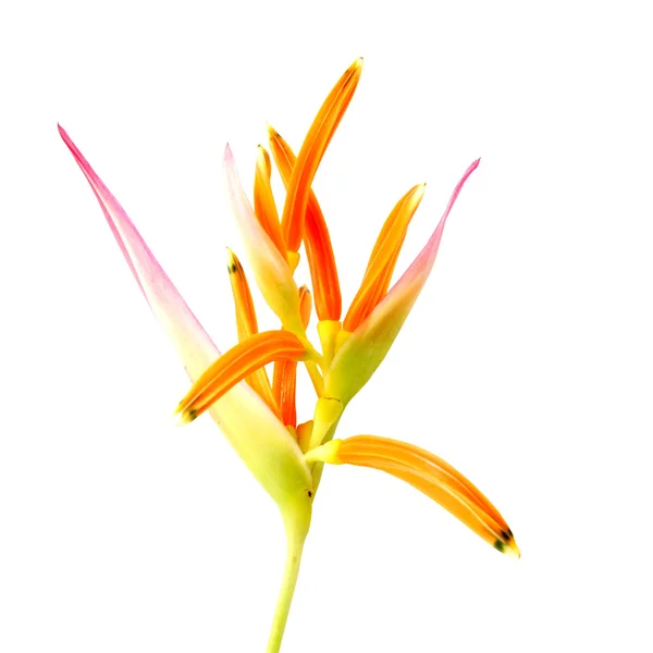 Beautiful Heliconia flower blooming isolated on white background — Stock Photo, Image