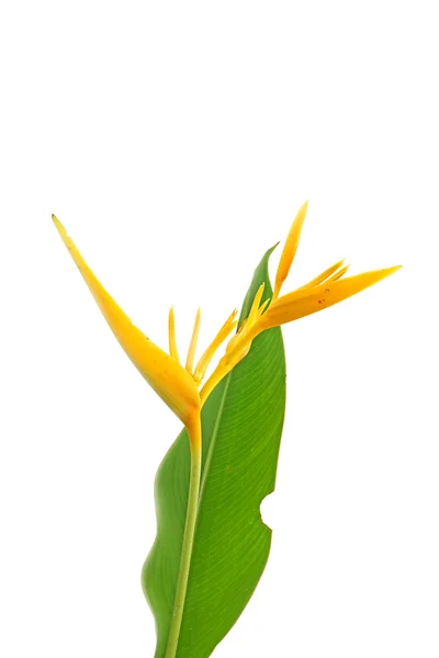 Heliconia όμορφο λουλούδι ανθοφορία απομονωθεί σε λευκό φόντο — Φωτογραφία Αρχείου