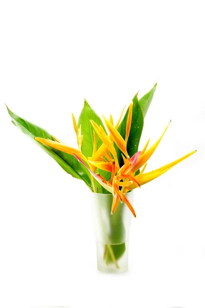 Bella Heliconia fiore fioritura isolato su sfondo bianco — Foto Stock