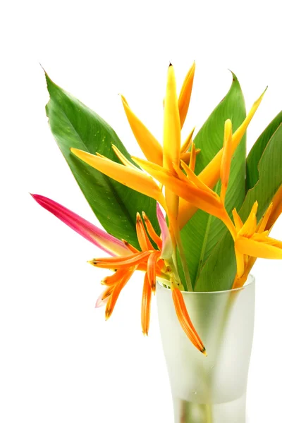 Bela flor Heliconia florescendo isolado no fundo branco — Fotografia de Stock