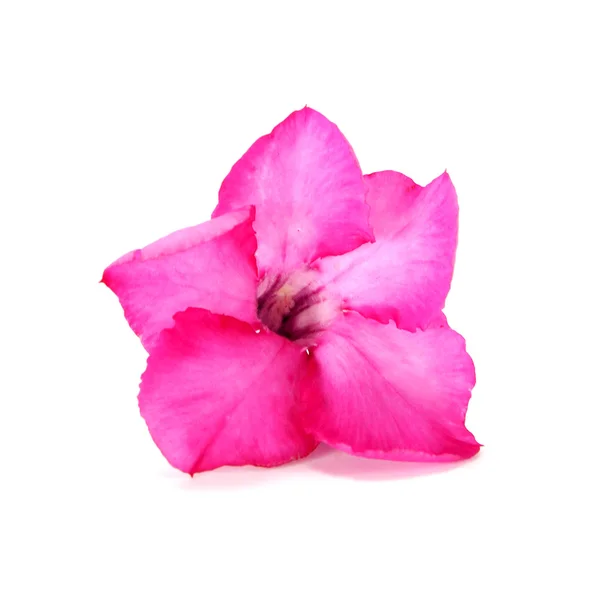 Desert Rose Flower su sfondo bianco — Foto Stock