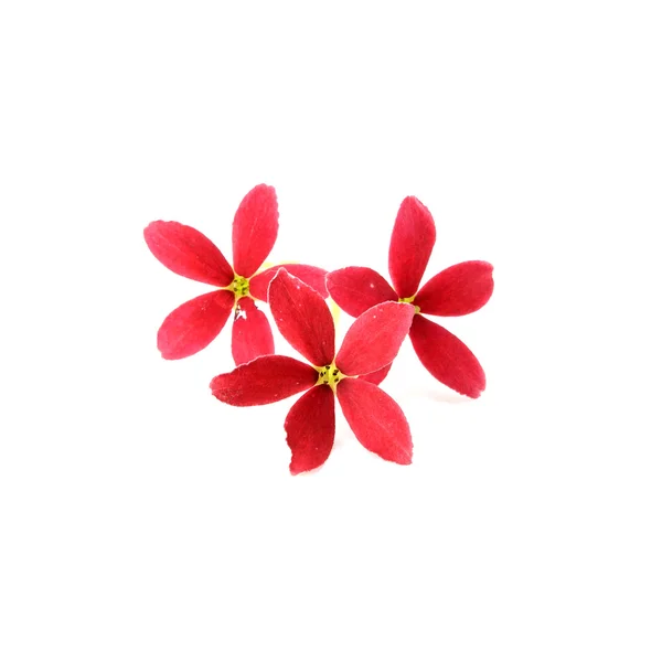 Red flower of Rangoon creeper on white background. — Stock Photo, Image