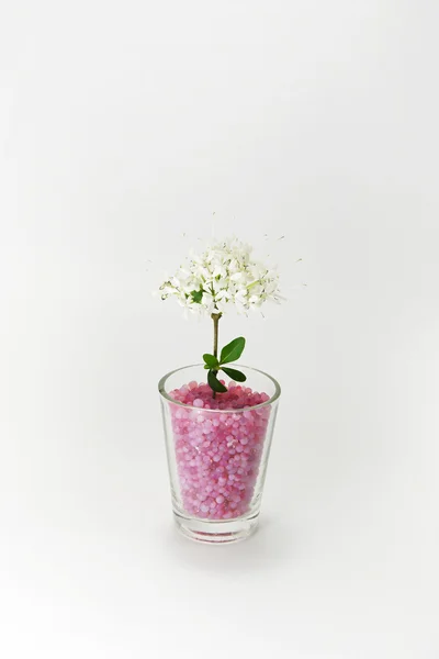 Güzel beyaz çiçek yıldız Yasemin, angel-saç Yasemin. — Stok fotoğraf