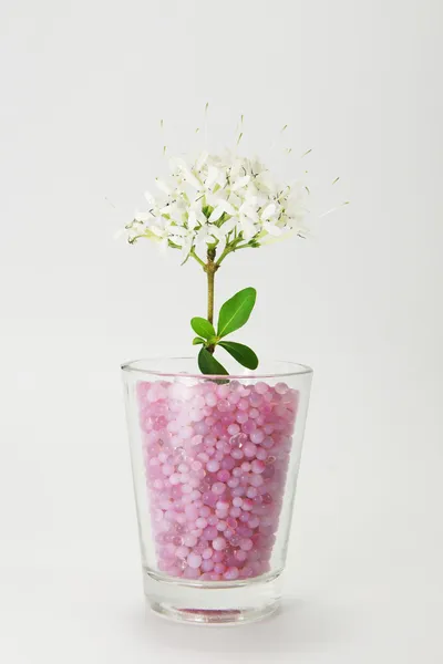 Mooie witte bloemen van de ster jasmijn, angel-haar jasmijn. — Stockfoto