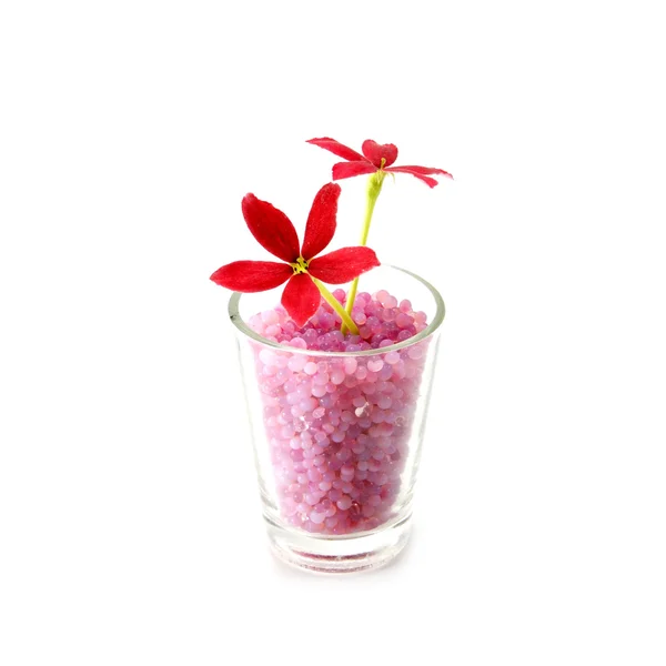 Flor vermelha de rastejante de Rangum no fundo branco . — Fotografia de Stock