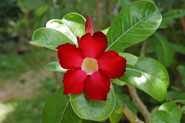 Desert Rose Flower on white background — Stock Photo, Image