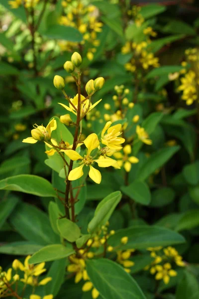 Fleurs jaunes de Galphimia. (Thryallis glauca Kuntze .) — Photo