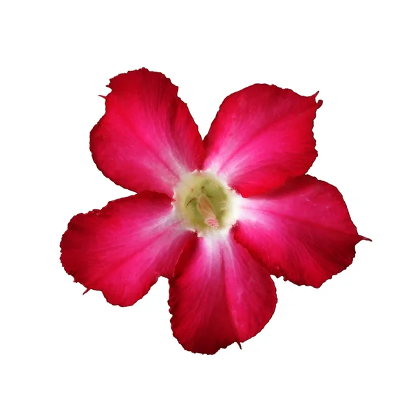 Desert Rose Flower su sfondo bianco — Foto Stock