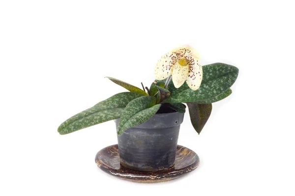 Paphiopedilum concolor in nature light. Paphiopedilum is a genus — Stock Photo, Image