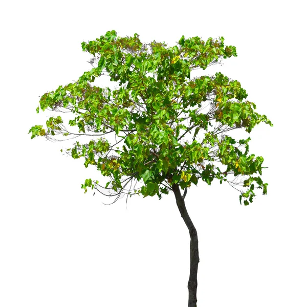 Árbol verde aislado en blanco —  Fotos de Stock