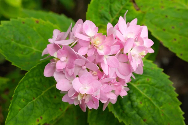 Beautiful Pink Hydrangea Flowers Close-Up — Stock Photo, Image