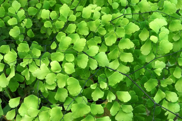 Adiantum kapradina listy v deštném pralese — Stock fotografie