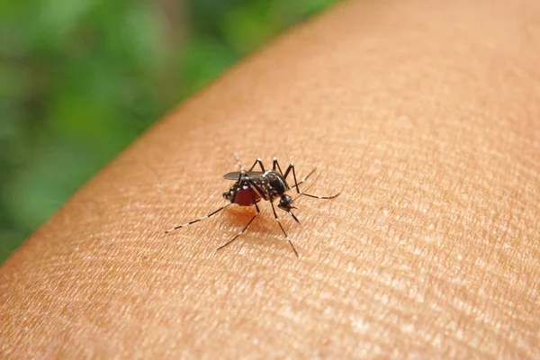 Mosquito chupando sangre humana en extrema macro —  Fotos de Stock