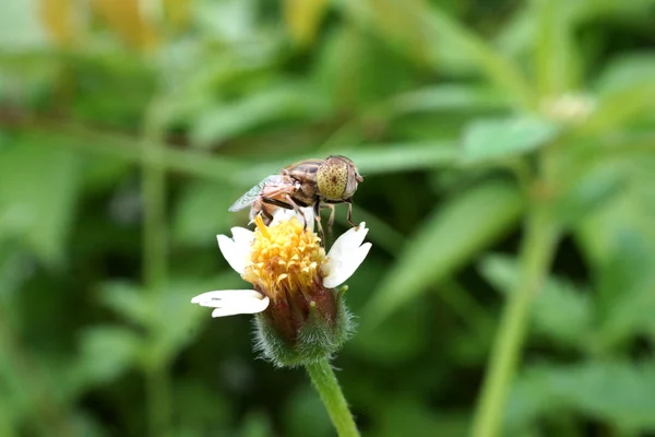 Volar sobre flor blanca . —  Fotos de Stock